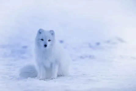 White fox, snowy background