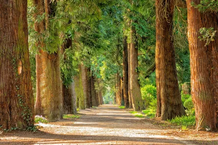 Trees and path