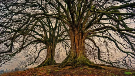 Old tree, old tree