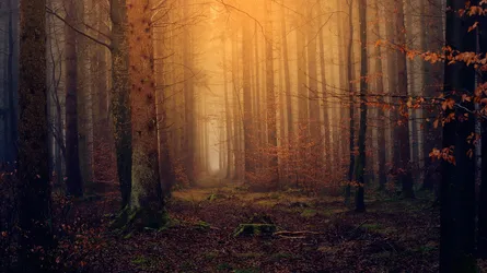 Forest, path, autumn leaves