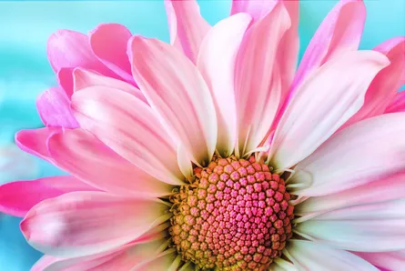 Pink flower with a center