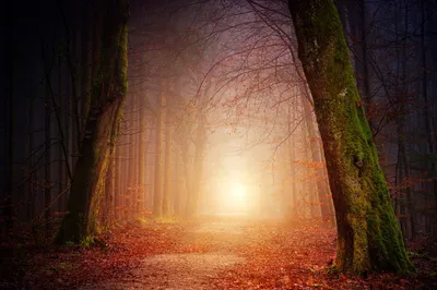 Path through forest