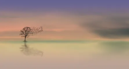 Lone tree on a foggy plain