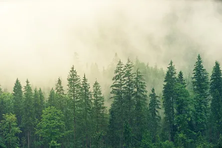 Misty green forest