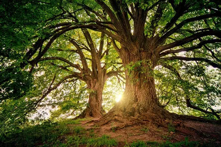 Ancient tree in a clearing