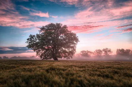 Sunset on farmland