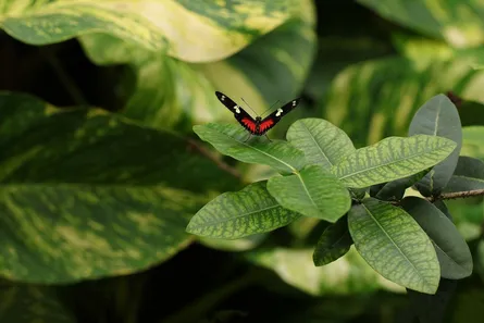 Butterfly on plant