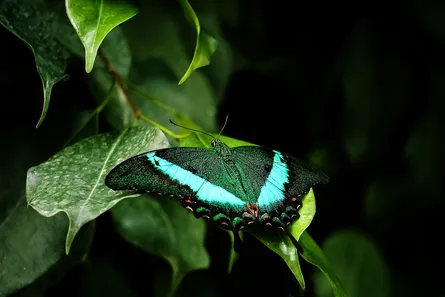 Butterfly on leaf