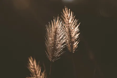 Golden grass in sunlight