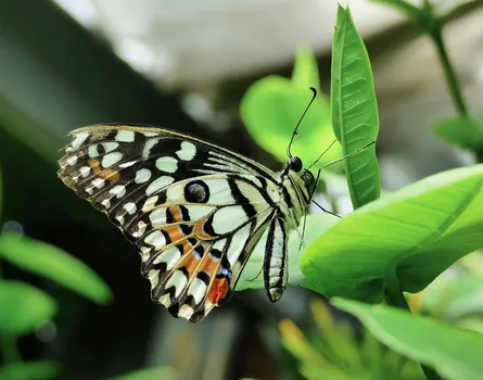 Butterfly on plant