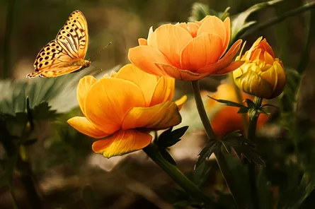 Butterfly on flowers