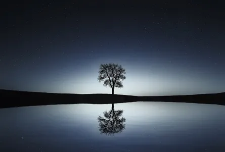 Silhouette tree under moon