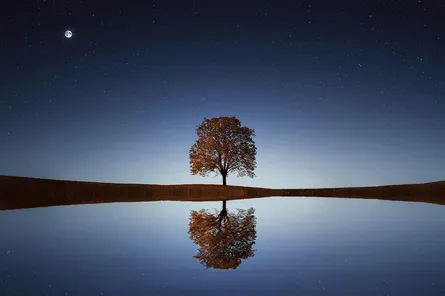 A tree in the middle of a lake at night