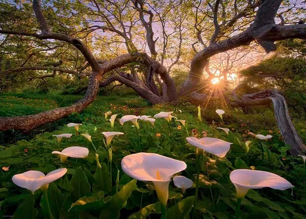 Beautiful forest in the morning