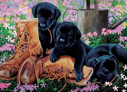 Dogs next to boots