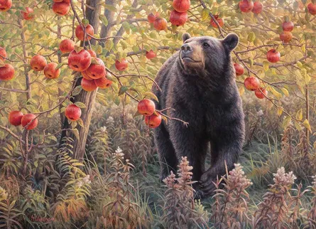 Bear near apples