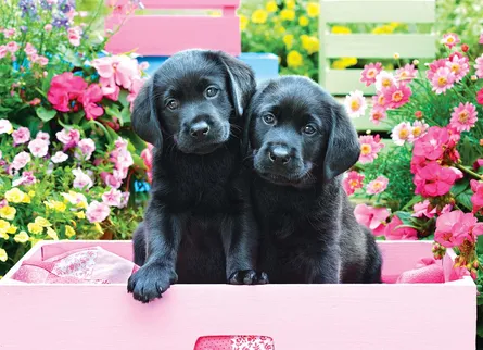 Two puppies in flowers