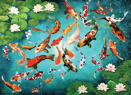 Colorful koi fish swimming