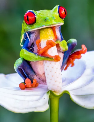 Frog with Bug on Flower