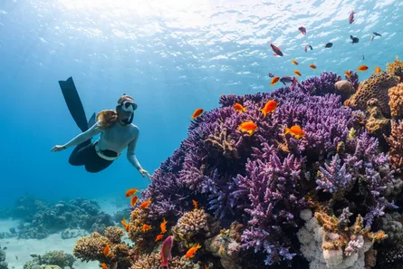 Scuba Diving Near Coral