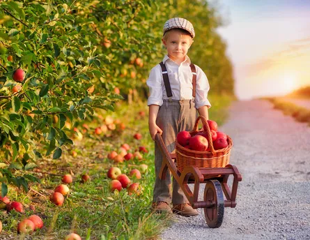 Little boy picking apples